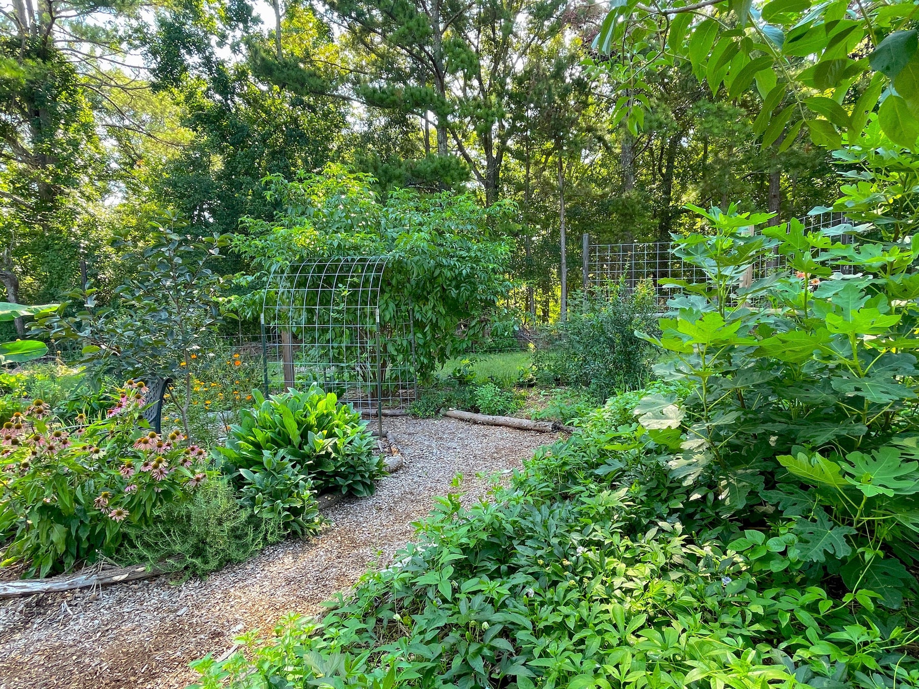 Food Forests: Seven Layers of Delicious, Low-Maintenance Chaos