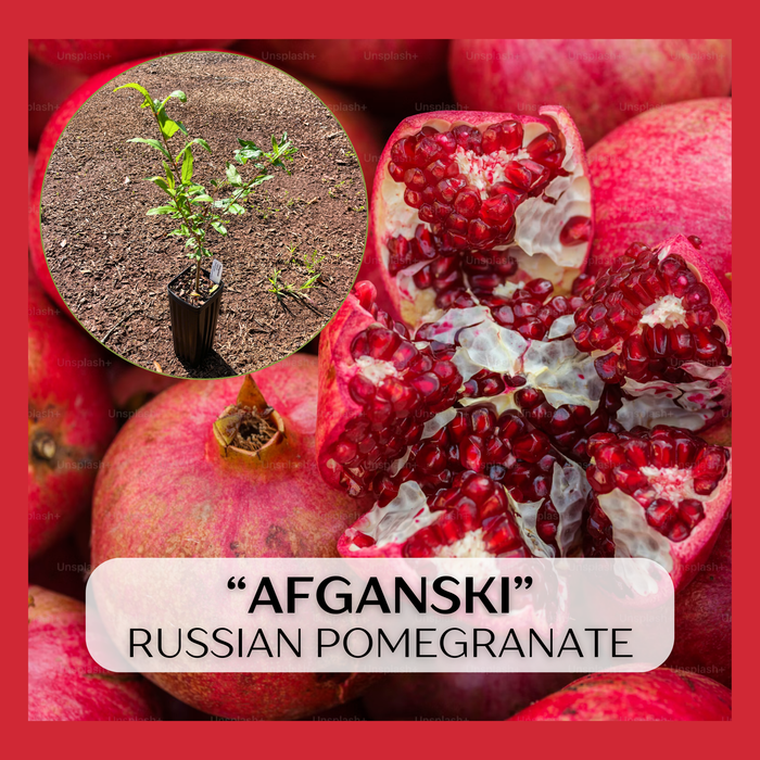 Afganski Russian Pomegranate