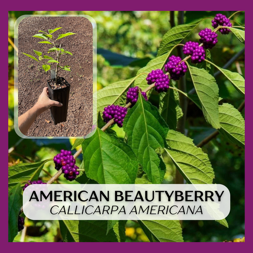 American Beautyberry plant with purple berries and a small inset showing a hand holding a potted plant.