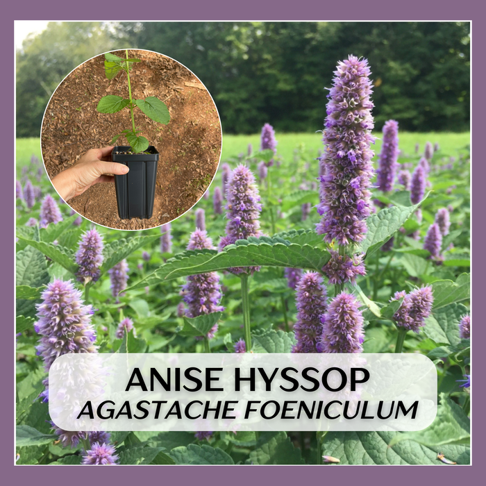 Anise Hyssop | Agastache foeniculum