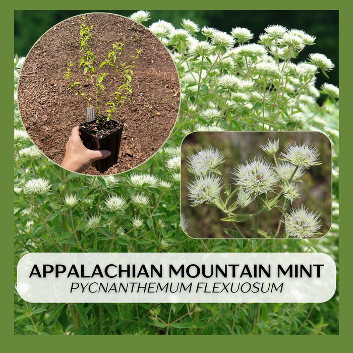 Appalachian Mountain Mint | Pycnanthemum flexuosum