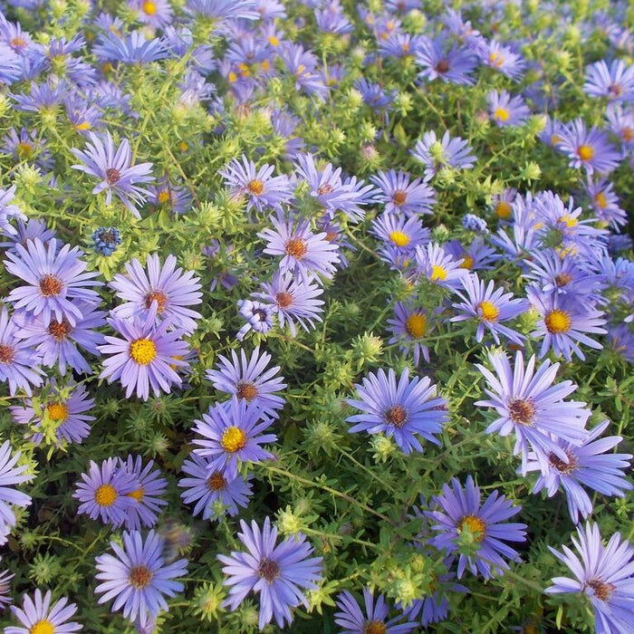 Aromatic Aster | Symphyotrichum oblongifolium