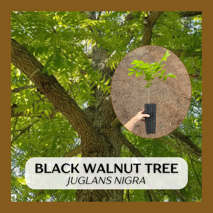 Black Walnut Tree | Juglans nigra