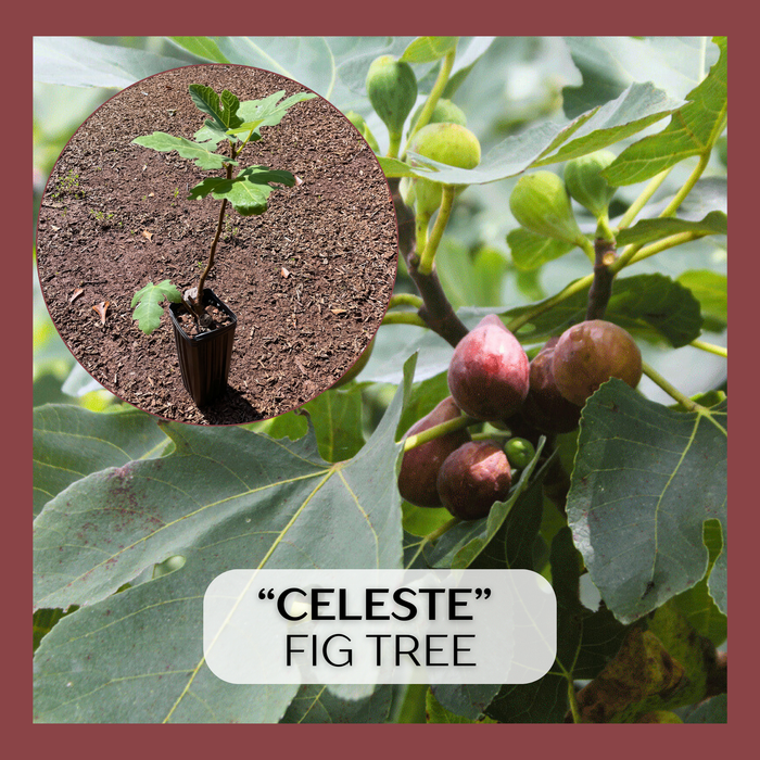 Celeste Fig