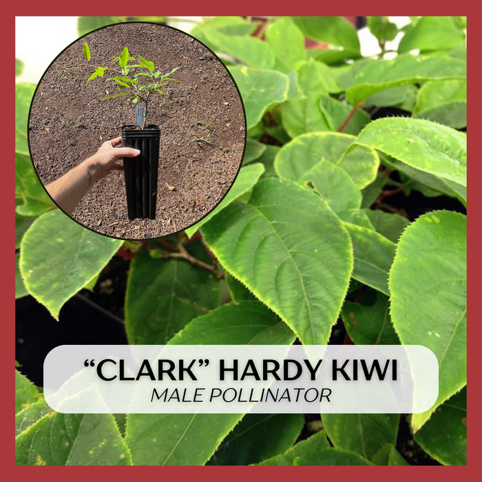 Kiwi plant with a close-up of a hand holding a pot with a small plant, surrounded by green leaves.