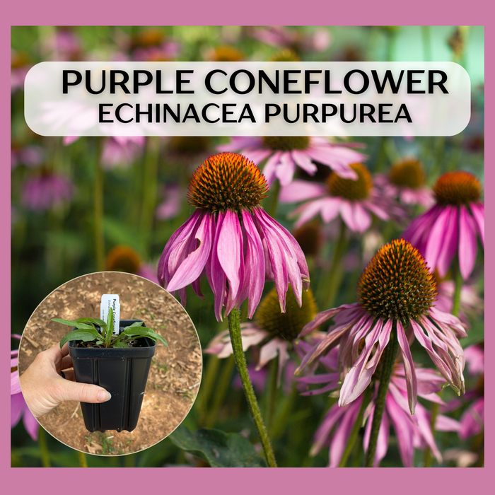 Purple Coneflower | Echinacea purpurea