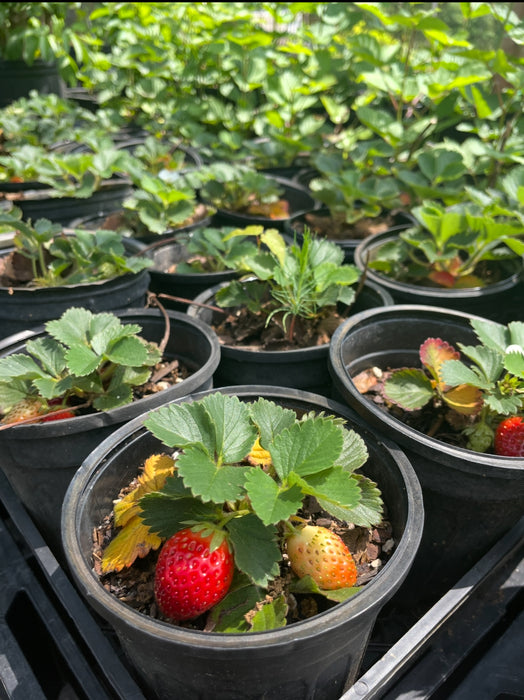 Sweet Charlie Strawberry