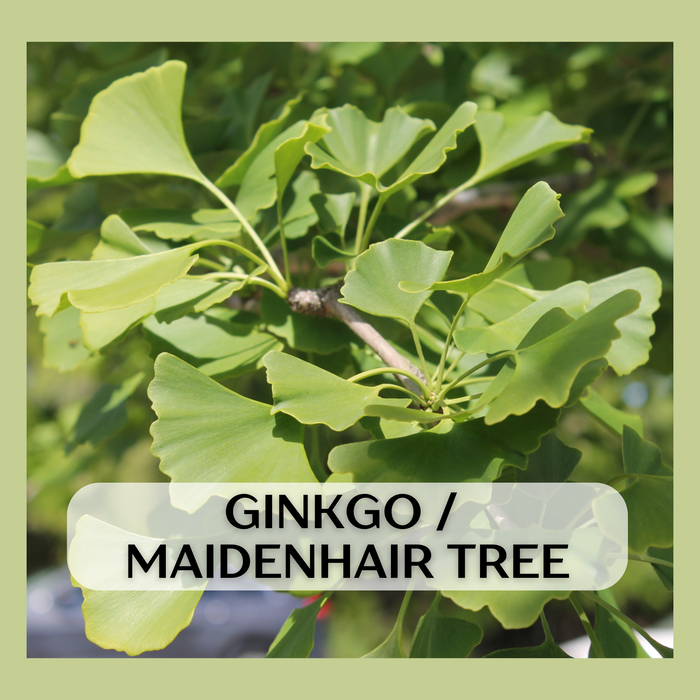 Maidenhair Tree, Ginkgo biloba