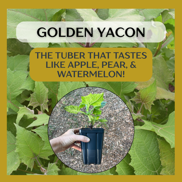 Golden Yacón, Peruvian Ground Apple, Earth Apple | Smallanthus sonchifolius