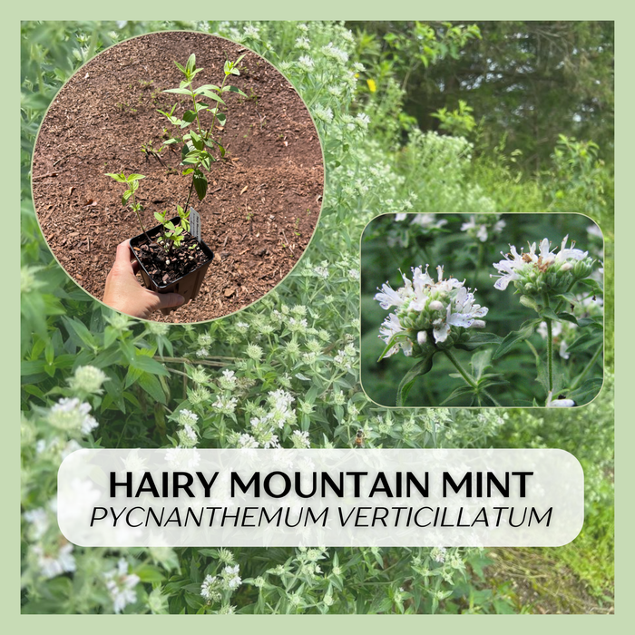 Hairy Mountain Mint | Pycnanthemum verticillatum