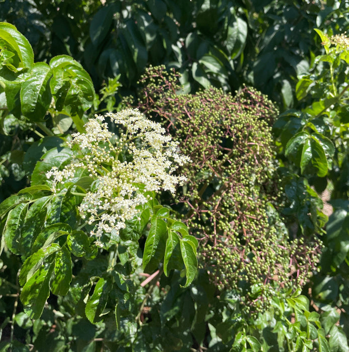 "Adams" American Elderberry