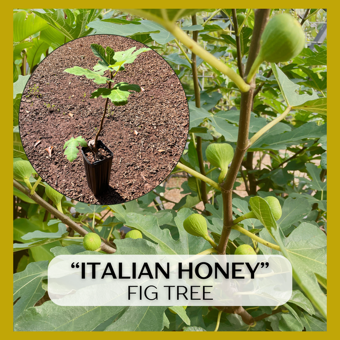 Italian Honey, White Marseille, Lattarula Fig