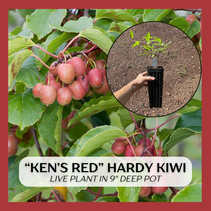 Ken's Red Hardy Kiwi (female)