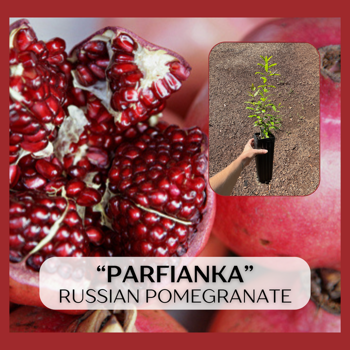Parfianka Russian Pomegranate