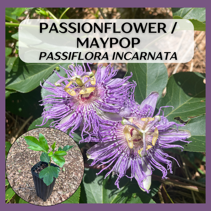 Select Native Maypop / Passionflower | Passiflora incarnata