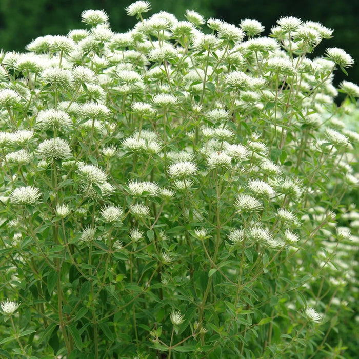 Appalachian Mountain Mint | Pycnanthemum flexuosum