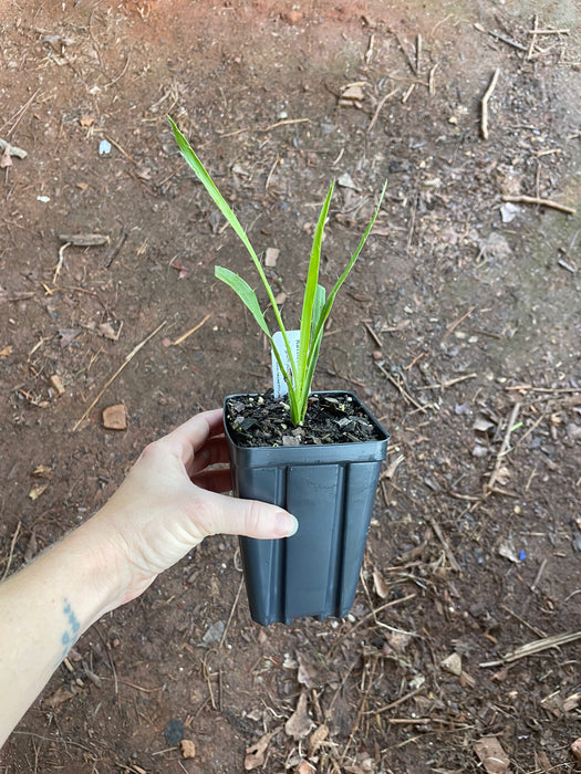 hand holding a small potted plant