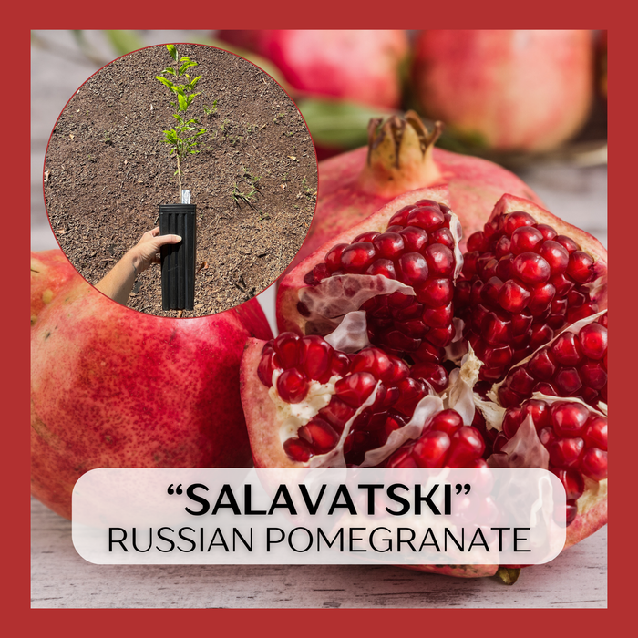 Salavatski Russian Pomegranate
