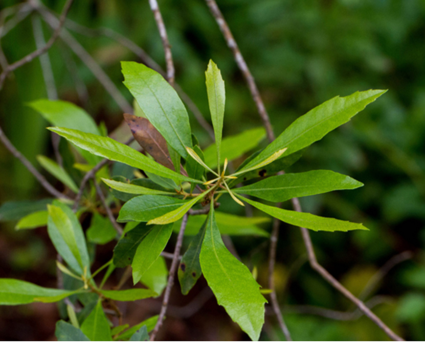 Southern Wax Myrtle, Barberry | Myrica cerifera, Morella cerifera
