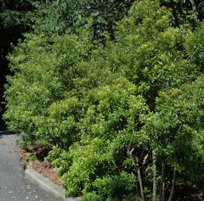 Southern Wax Myrtle, Barberry | Myrica cerifera, Morella cerifera