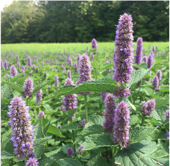 Anise Hyssop | Agastache foeniculum