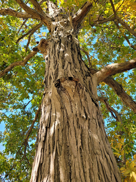 Shellbark Hickory | Carya laciniosa