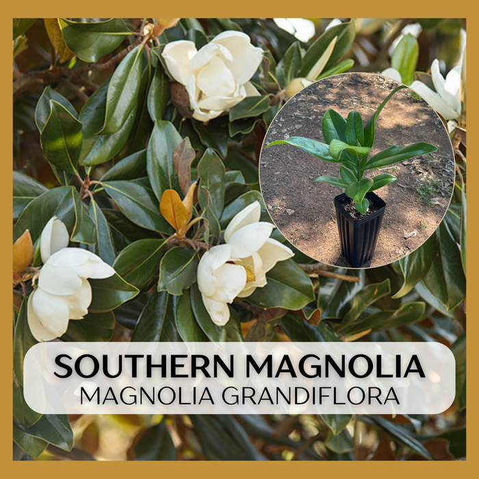 Southern Magnolia | Magnolia grandiflora