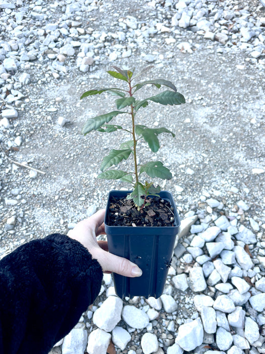 Southern Wax Myrtle, Barberry | Myrica cerifera, Morella cerifera