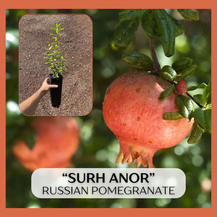 Surh-Anor Russian Pomegranate