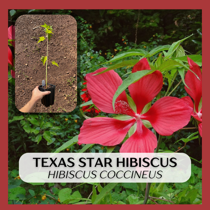Scarlet Rose Mallow, Texas Star Hibiscus | Hibiscus coccineus