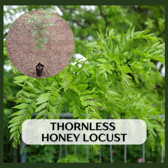 Thornless Honey Locust