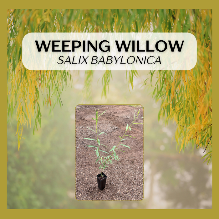 Weeping Willow