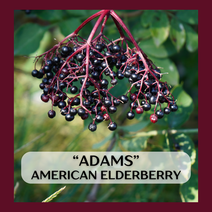 "Adams" American Elderberry