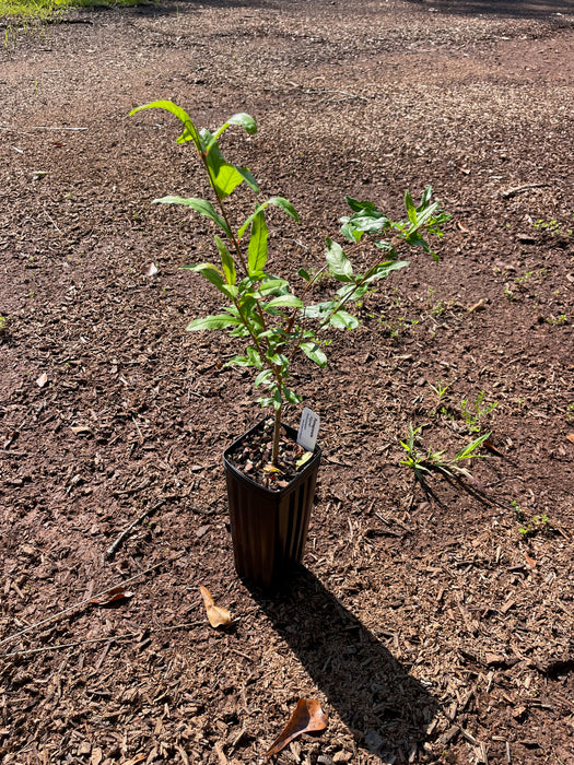 Salavatski Russian Pomegranate