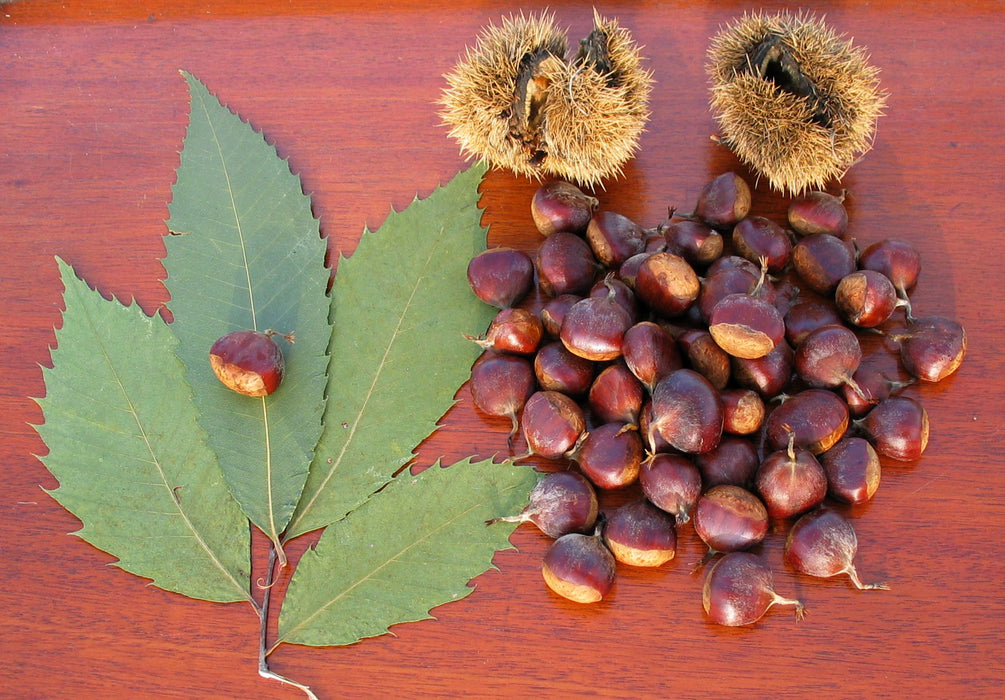 Dunstan Hybrid American Chestnut