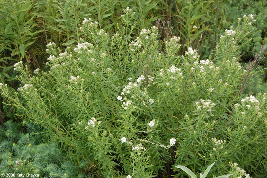 American / Virginia Mountain Mint | Pycnanthemum virginianum