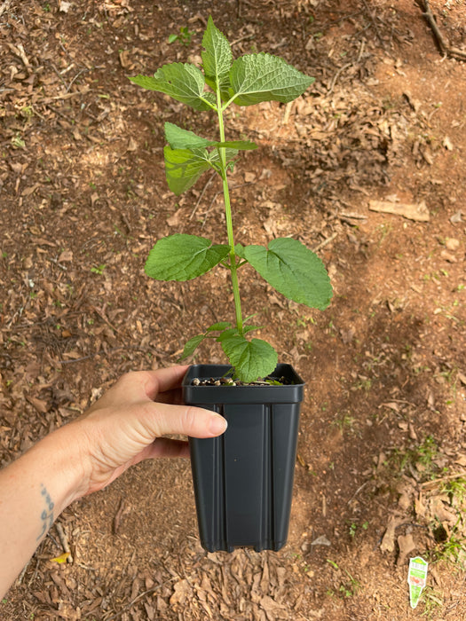 Anise Hyssop | Agastache foeniculum