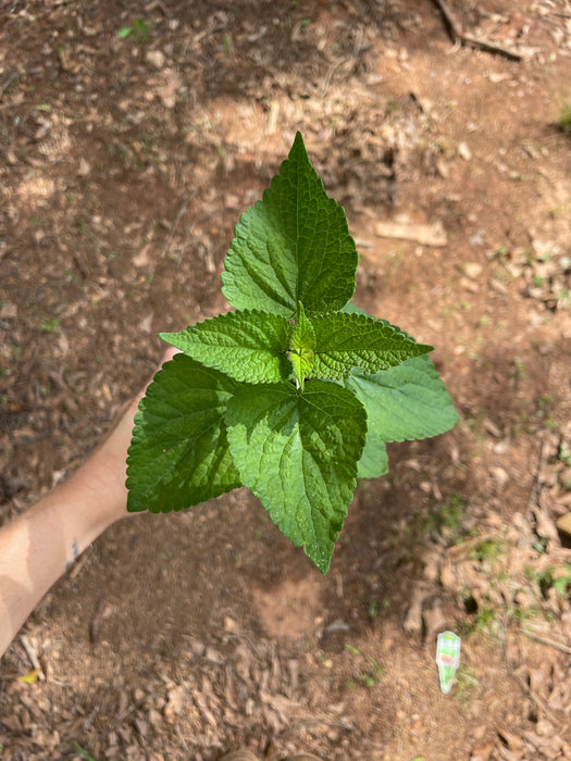Anise Hyssop | Agastache foeniculum