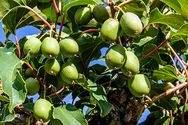 Anna Hardy Kiwi (female)