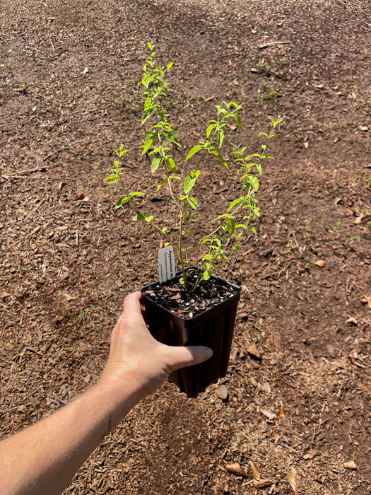 Appalachian Mountain Mint | Pycnanthemum flexuosum