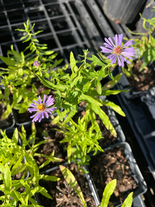 Aromatic Aster | Symphyotrichum oblongifolium