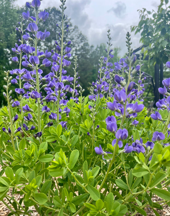 Blue False Indigo | Baptisia australis