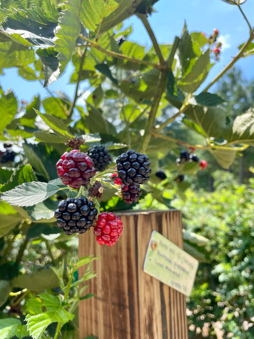 Prime Ark 45 Blackberry