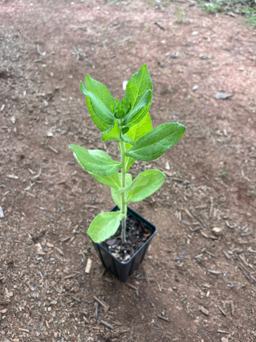 Black-Eyed Susan | Rudbeckia hirta