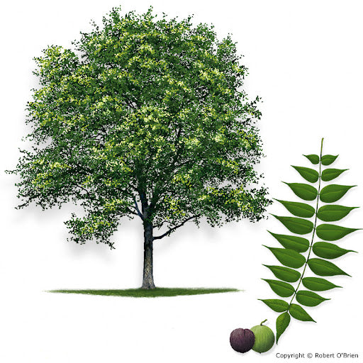 Black Walnut Tree | Juglans nigra
