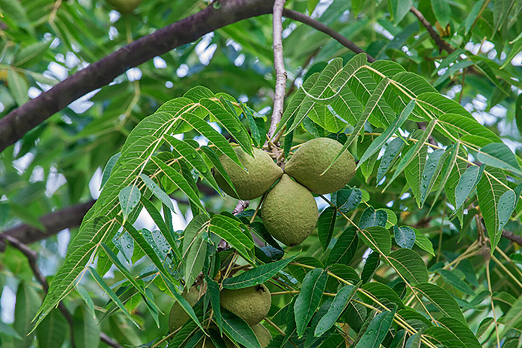 Black Walnut Tree | Juglans nigra