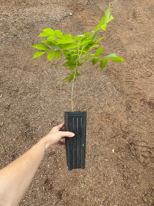 Black Walnut Tree | Juglans nigra