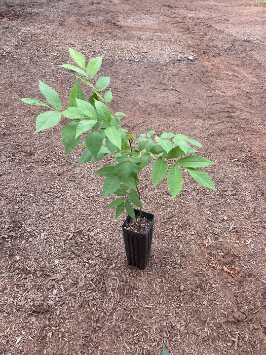 Black Walnut Tree | Juglans nigra