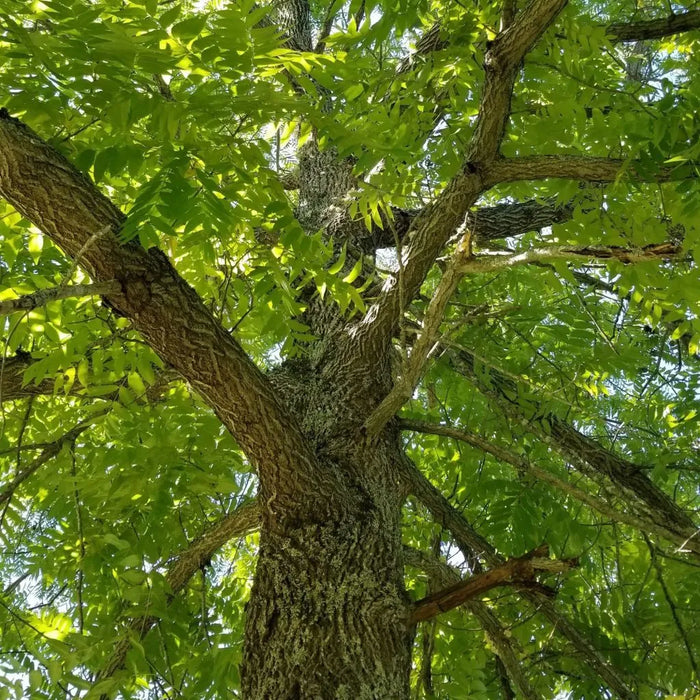 Black Walnut Tree | Juglans nigra