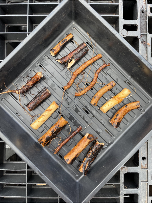 Bocking 14 Comfrey Root Cuttings